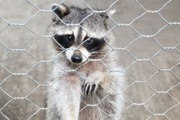 Sacramento Wildlife Removal