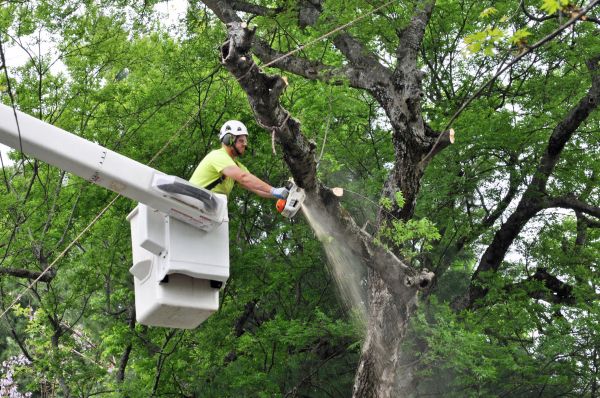 Sacramento Tree Trimming